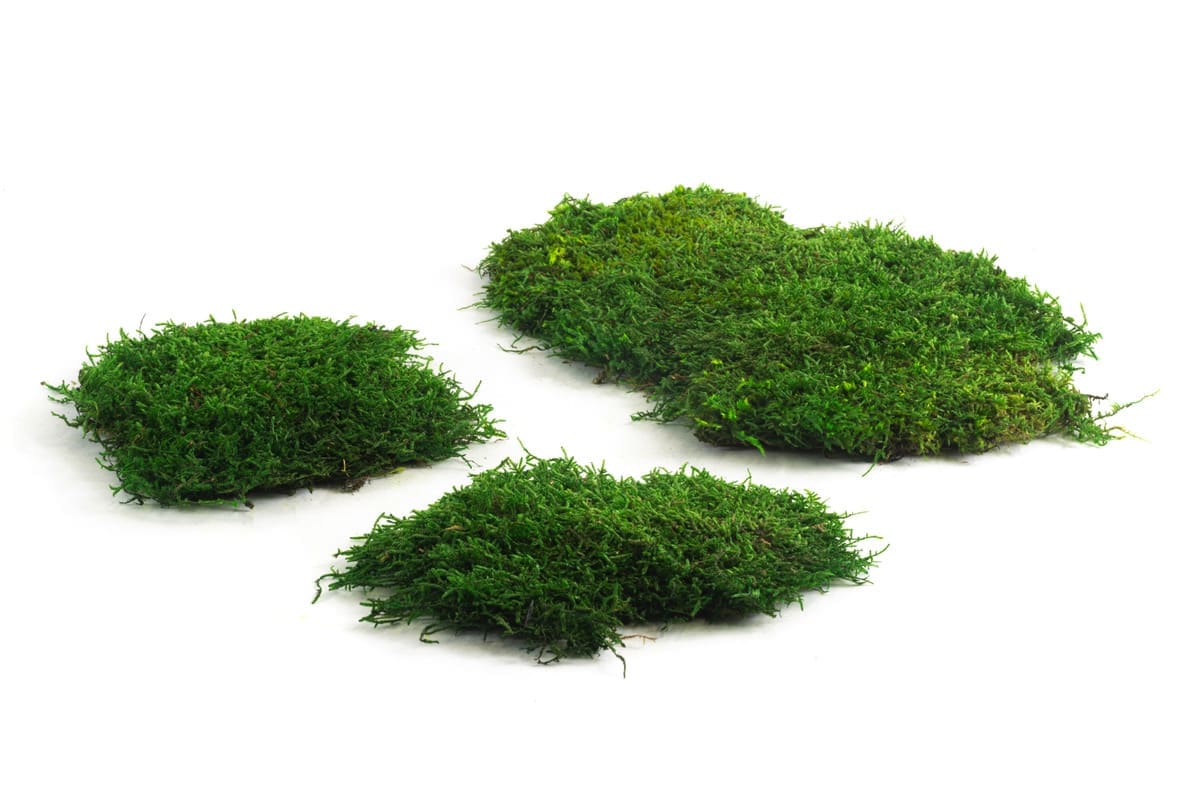 Preserved Sheet Moss